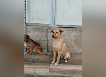 Junge Mischlingshündin Sally sucht ihr Körbchen