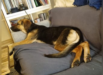 Hübsche Mischlingshündin Jane sucht ihre Kuschelmenschen