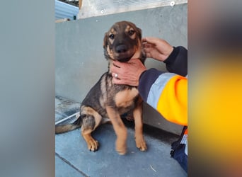Süße Schäferhund Mischlingshündin Irina sucht ihre Familie