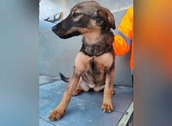 Süße Schäferhund Mischlingshündin Irina sucht ihre Familie