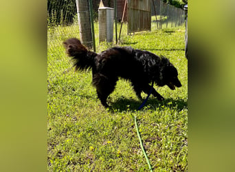 Lustiger kroatischer Schäferhund Dusty sucht Familie