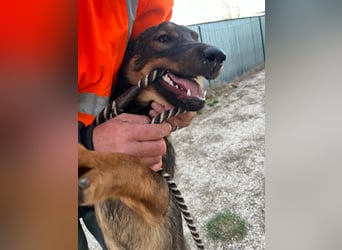 Süße Schäferhund Mischlingshündin Irina sucht ihre Familie