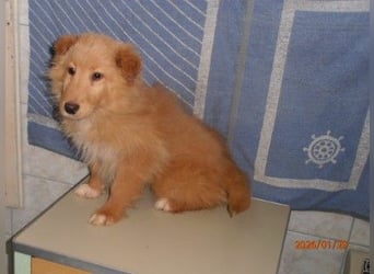 Kleiner Welpen Bub Ernie sucht sein zuhause