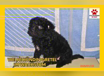 Welpen Mädchen Gretel sucht ihre eigene Familie