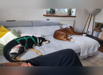 Junger Mischlingsrüde Cooper sucht sein Für-Immer-Zuhause