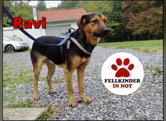 lieber junger Mischlings-Rüde Ravi sucht seine Familie