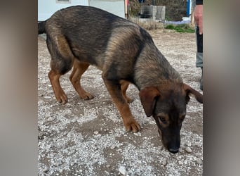 Süße Schäferhund Mischlingshündin Irina sucht ihre Familie