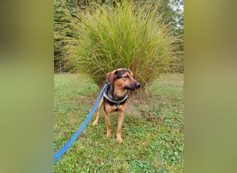 lieber junger Mischlings-Rüde Ravi sucht seine Familie