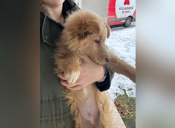 Kleiner Welpen Bub Ernie sucht sein zuhause