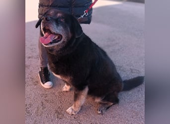 Hunde Oma Ziva sucht dringend ein zuhause oder eine Pflegestelle