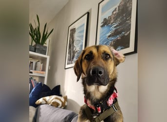 Hübsche Mischlingshündin Jane sucht ihre Kuschelmenschen