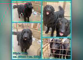 Yoru Traumhund lieber kroatischer Schäferhund Mischling Rüde sucht Zuhause oder Pflegestelle