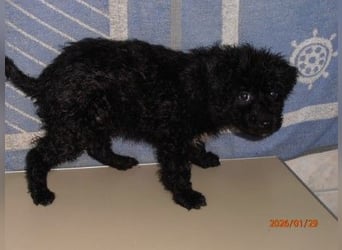 Süßer Welpen Bub Hensel sucht seine Familie