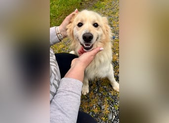 Sonnenschein Mischlingsrüde Cooper sucht seine Familie