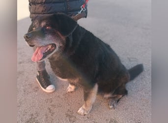 Hunde Oma Ziva sucht dringend ein zuhause oder eine Pflegestelle