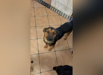 lieber junger Mischlings-Rüde Ravi sucht seine Familie