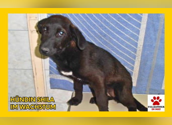 Welpenmädchen Shila sucht ihre Familie
