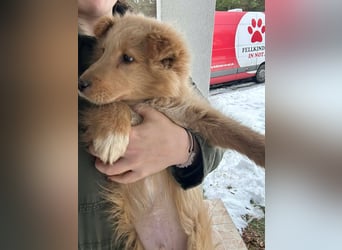 Kleiner Welpen Bub Ernie sucht sein zuhause