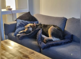 Hübsche Mischlingshündin Jane sucht ihre Kuschelmenschen