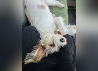 Ruhige Mischlingshündin Frida sucht ihr zuhause