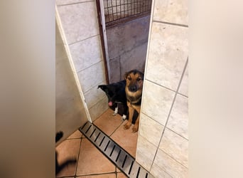 lieber junger Mischlings-Rüde Ravi sucht seine Familie