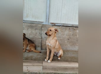 Junge Mischlingshündin Sally sucht ihr Körbchen