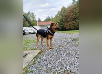 lieber junger Mischlings-Rüde Ravi sucht seine Familie