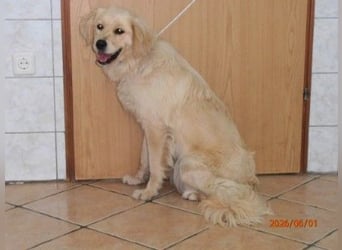 Hübscher Golden Retriever Mischlingshündin Dinky sucht Familie