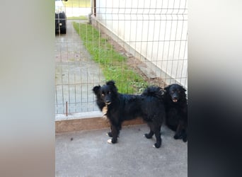 Hübsche Mischlingshündin Baia sucht ihre Menschen