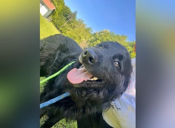 Lustiger kroatischer Schäferhund Dusty sucht Familie
