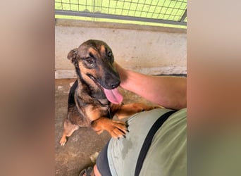 Aktive Schäferhund Mischlingshündin Dasha sucht zuhause