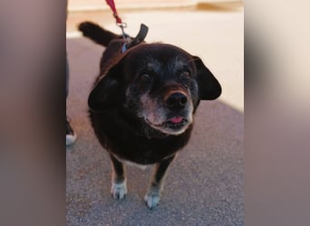 Hunde Oma Ziva sucht dringend ein zuhause oder eine Pflegestelle