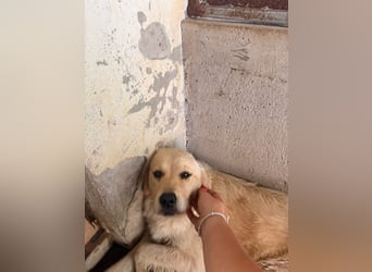 Hübscher Golden Retriever Mischlingshündin Dinky sucht Familie