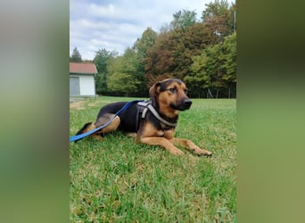 lieber junger Mischlings-Rüde Ravi sucht seine Familie