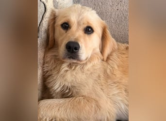 Hübscher Golden Retriever Mischlingshündin Dinky sucht Familie