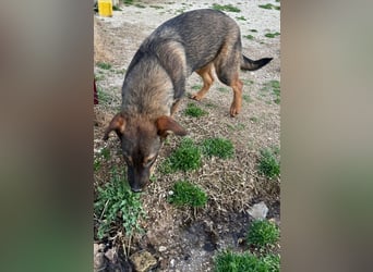 Süße Schäferhund Mischlingshündin Irina sucht ihre Familie