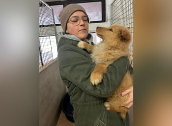 Kleiner Welpen Bub Ernie sucht sein zuhause