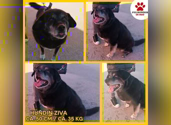 Hunde Oma Ziva sucht dringend ein zuhause oder eine Pflegestelle