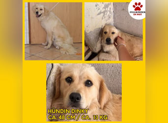 Hübscher Golden Retriever Mischlingshündin Dinky sucht Familie