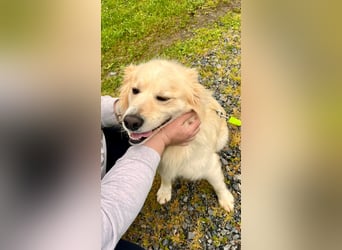 Sonnenschein Mischlingsrüde Cooper sucht seine Familie