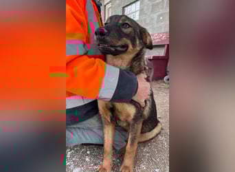 Süße Schäferhund Mischlingshündin Irina sucht ihre Familie