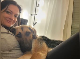 Hübsche Mischlingshündin Jane sucht ihre Kuschelmenschen