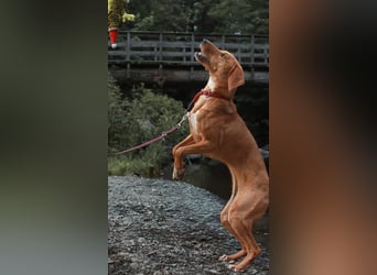 Aktive Jagdhund Mischlingshündin Raquel sucht ihre Menschen