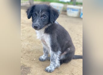 Vayla, geb. ca. 10/2025, lebt in GRIECHENLAND, auf einer privaten Pflegestelle