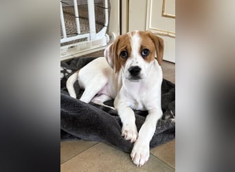 Sprite, geb. ca. 11/2025, lebt in GRIECHENLAND, auf einer privaten Pflegestelle