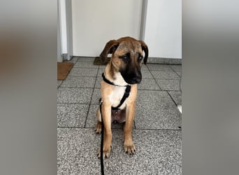 Dickie, geb. ca. 11/2025, lebt bei einer Familie in 46236 Bottrop