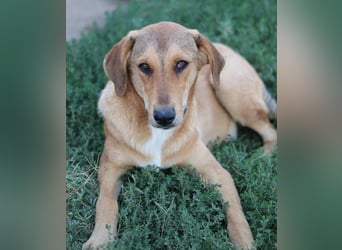 Henning, geb. ca. 12/2023, lebt in GRIECHENLAND, im städt. Tierheim Serres