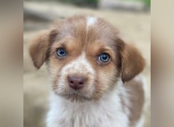 Nyli, geb. ca. 10/2025, lebt in GRIECHENLAND, auf einer privaten Pflegestelle