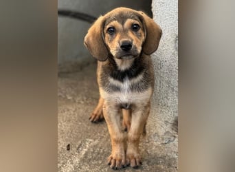 Lenny, geb. ca. 05/2026, lebt in GRIECHENLAND, im städt. Tierheim Serres