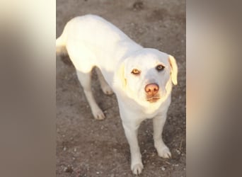 Gianna, geb. ca. 02/2022, lebt in GRIECHENLAND, im städt. Tierheim Serres